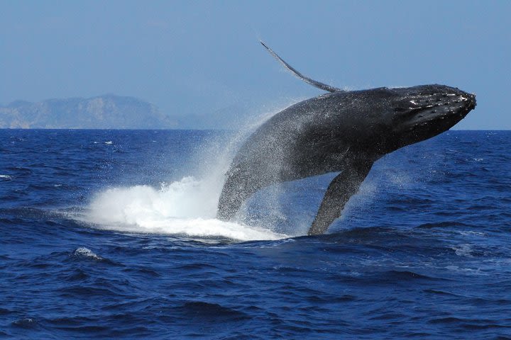 Great Whale Watching at Kerama Islands and Zamami Island image