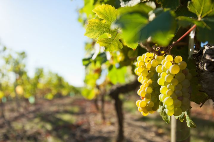 Vouvray Wine Tour Half-Day from Tours image