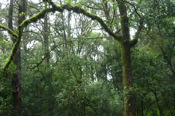 Excursion Tours To See Oldest Suba Forest,Highest Peak Around Ababa,EndemicBirds image