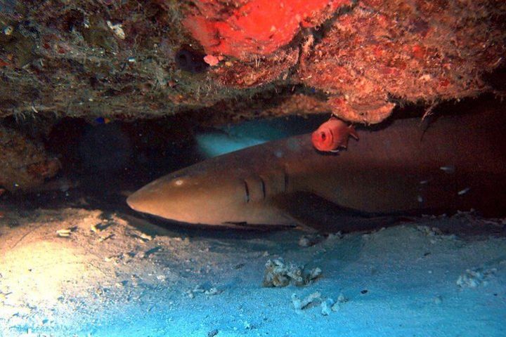 1-Tank guided Night Dive for certified divers with own equipment image