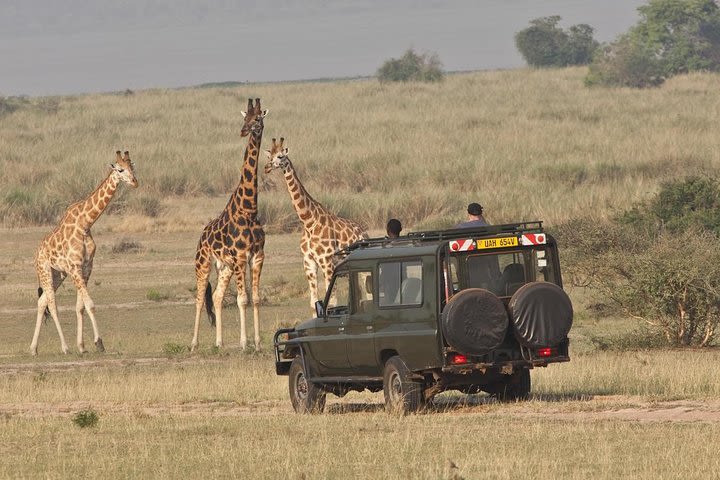 6 Days Murchison and Queen Elizabeth National Parks  image