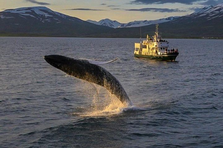 Whale Watching from the Heart of Akureyri image