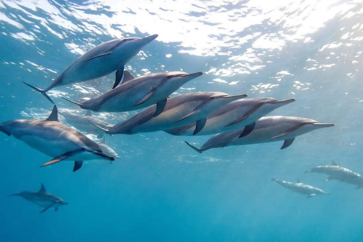 2-Hour Dolphin Excursion in Mauritius image