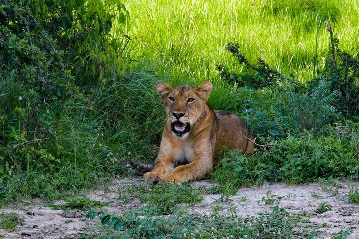 3 Days Murchison Falls safari in Uganda: Chimpanzee tracking & Rhino Tracking image