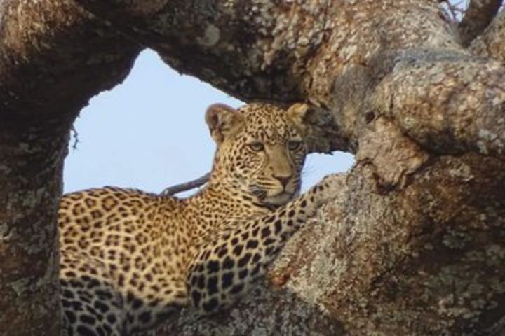 2 Days African Safaris image