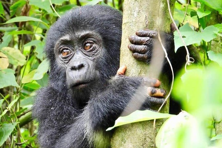 8 Days Congo Gorilla Trekking  image