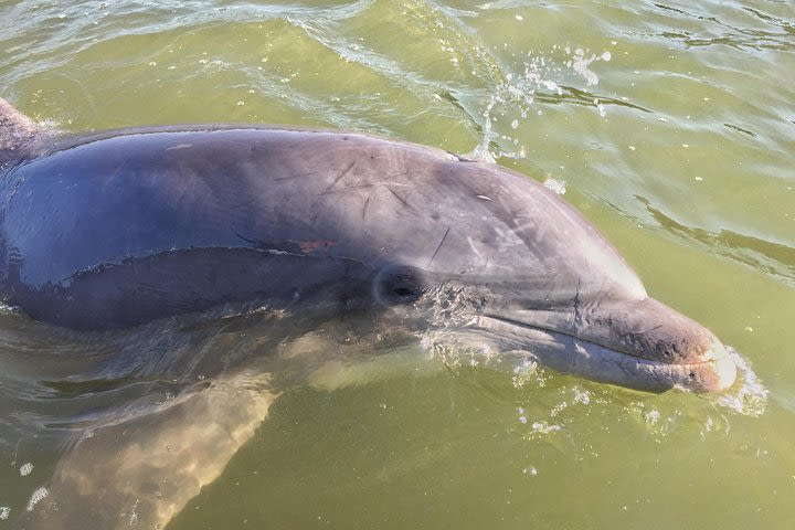 Disappearing Island Dolphin Tour  image