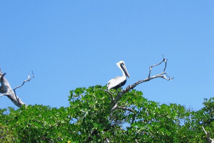 From Cancun & Riviera Maya: Sian Ka'an Biosphere Reserve & Cenote Private Tour image