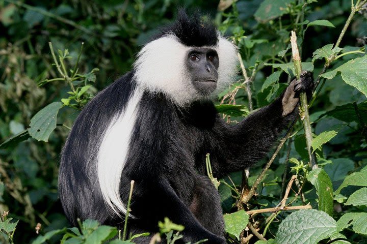 3 Days Private Nyungwe ForestTrekking tour Track Chimpanzees On Forests Safaris  image