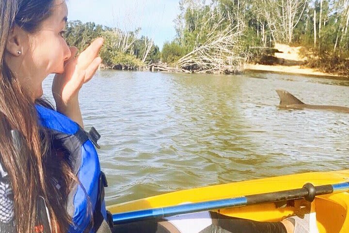 Dolphin & Manatee Kayaking Tour in Orlando Area image