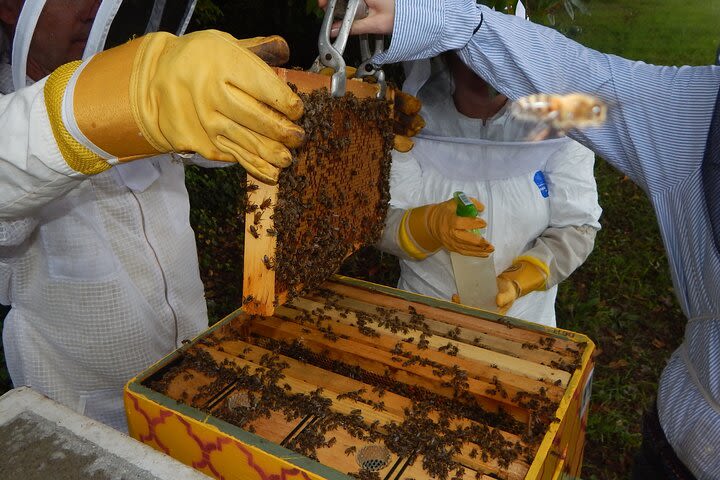 Backyard Beekeeping: A Day in the Apiary image