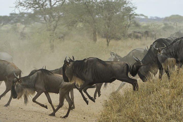 Southern Serengeti Migration | January-April image