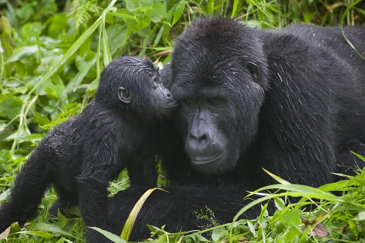 Gorilla Trekking Experience in Bwindi Impenetrable National Park image