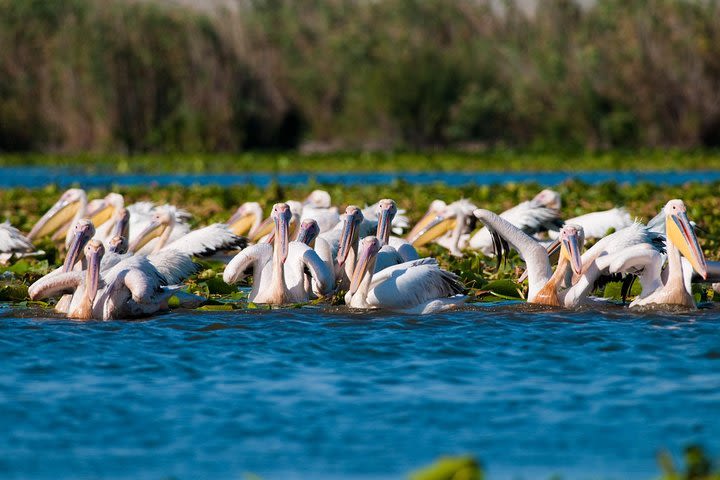 Private four days safari experience to the Danube Delta from Bucharest image