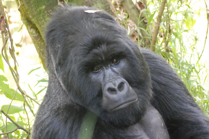 4 Days Batwa Trail & Gorilla Trekking Safari image