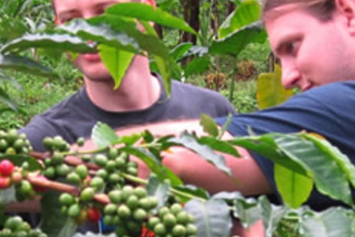 Materuni waterfall and Coffee tour image