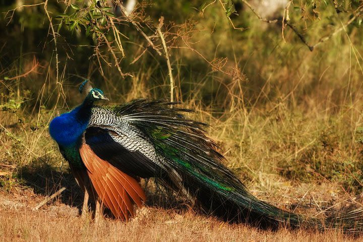 Birdwatching in Bundala National Park from Tissamaharama image