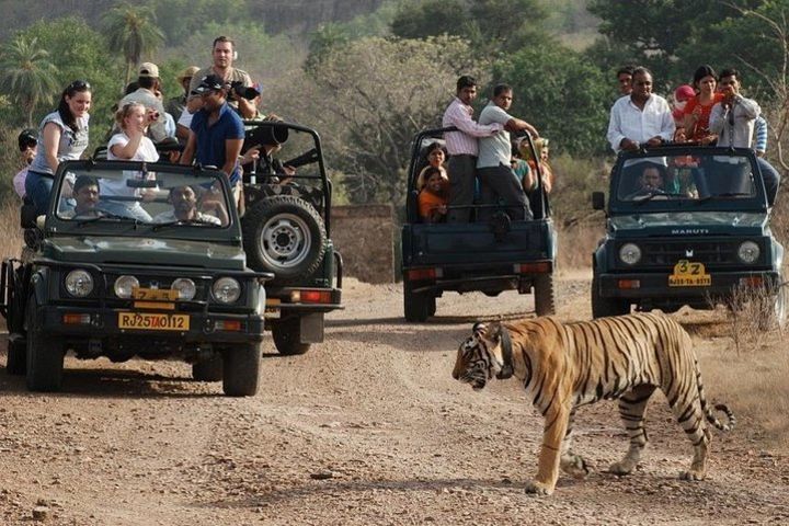 Private 2 Nights Short Escape To Ranthambore. image