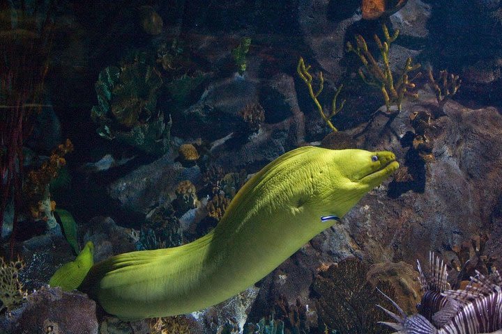 Snorkeling in Puerto Morelos image