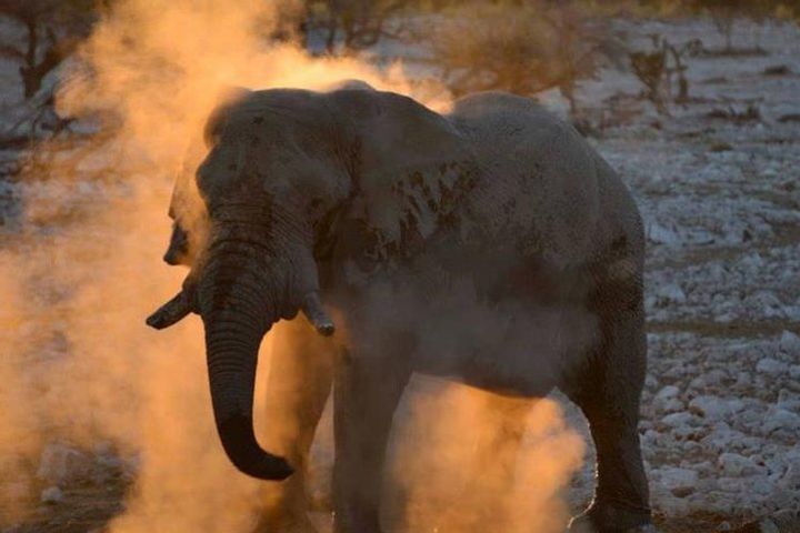 Etosha Experience image