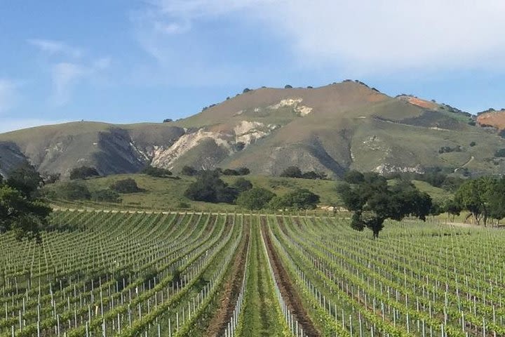 Santa Barbara's Original Afternoon Winery Tour image