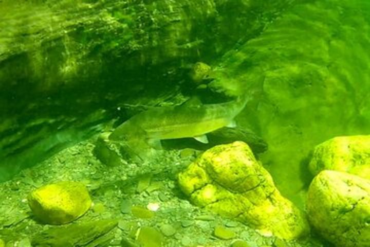 Snorkeling, Hiking and Paddling Combo Package in Matapedia Rivers image