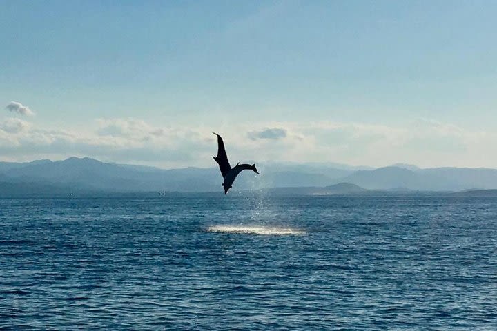 Dolphin Watching Tour image