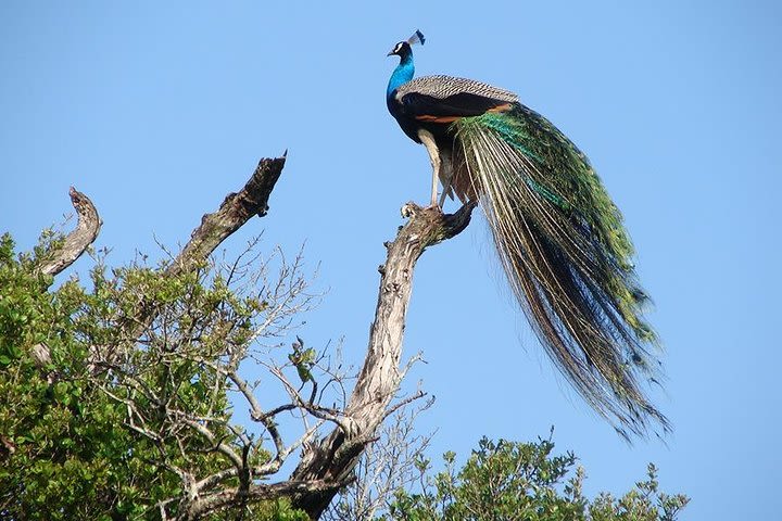 Wilpattu National Park Tour image