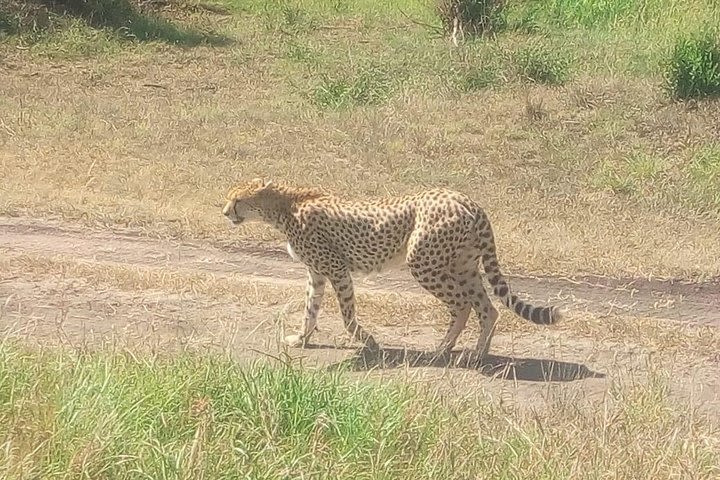 5 -Day Nairobi National Park and Maasai Mara Nation Park. image