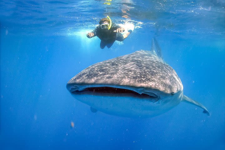 Shark Whale La Paz-Los Cabos image