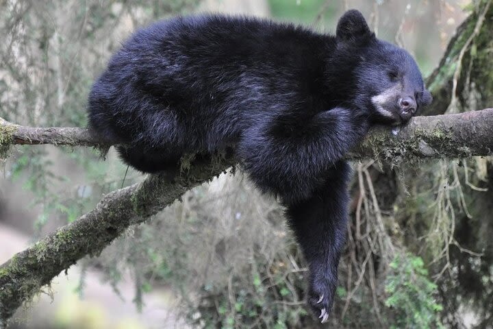 Black Bear & Wildlife Exploration - Ketchikan, AK image