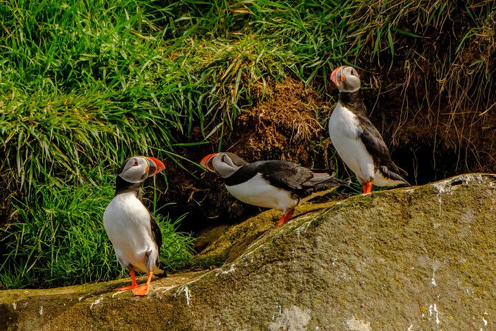 Puffin Tour Express image