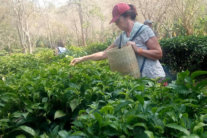 Chiang Mai Private Tour with Tea Plantation, Karen Village, Doi Suthep image