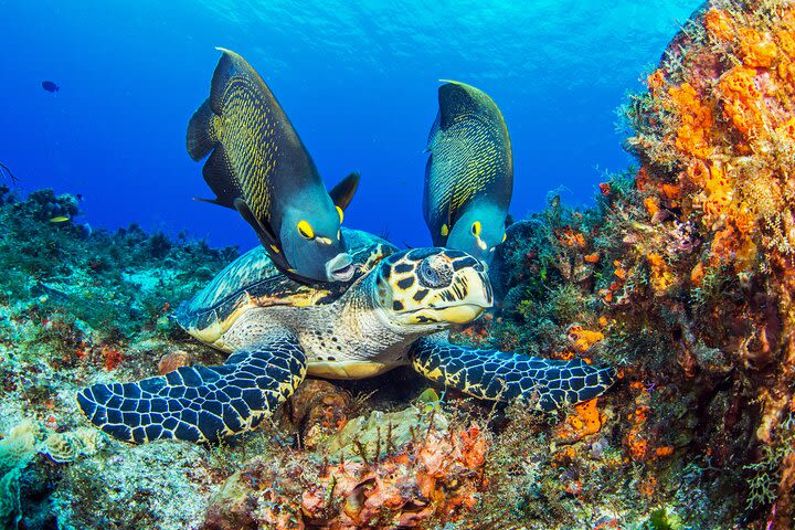 Cozumel Snorkeling Tour from Playa del Carmen image