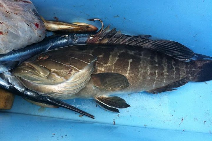 Fishing experience near Side Harbour image