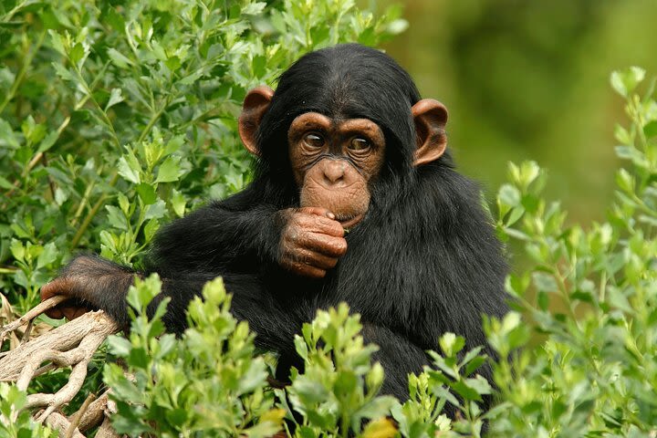 10-Days Mountain Gorillas, Chimpanzees Tracking, Zebras & Uganda Wildlife Safari image
