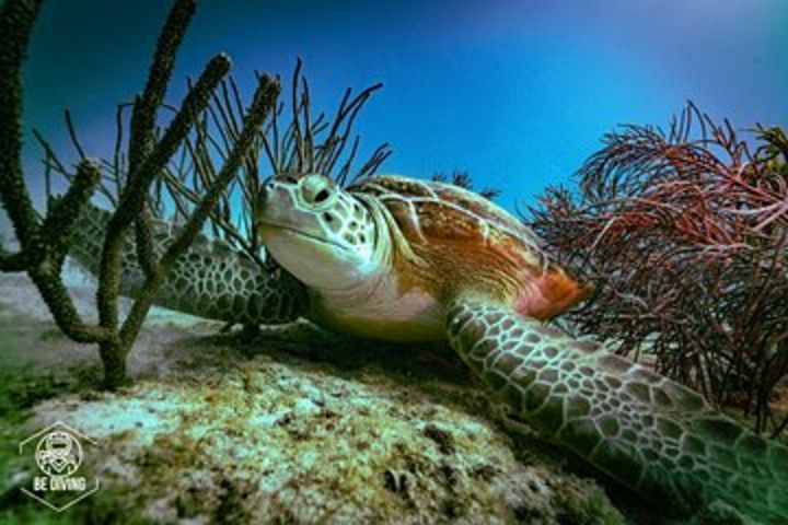 Scuba Diving in Cozumel Island image