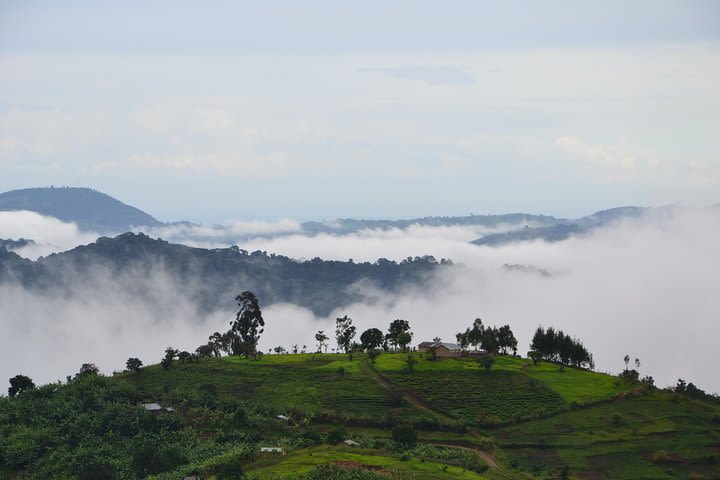 5 Day Bwindi Gorilla Trekking and walking Safari via Kigali Rwanda image