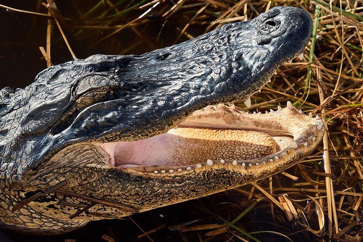 1-Hour Air boat Ride and Nature Walk with Naturalist in Everglades National Park image