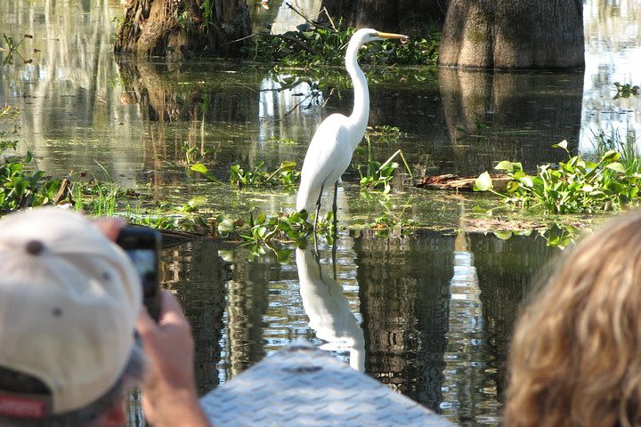 Nature and Wildlife Boat Tour in Louisiana image