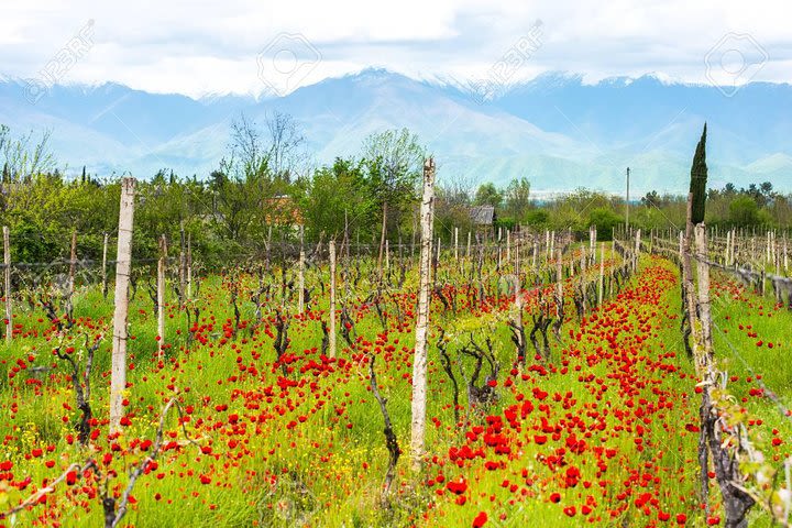 Day Trip to Garedja Caves, Sighnaghi Visit With Organic Wine tasting and lunch  image