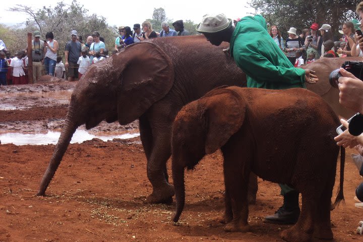 Giraffe Center and Elephant Orphanage Tour from Nairobi image