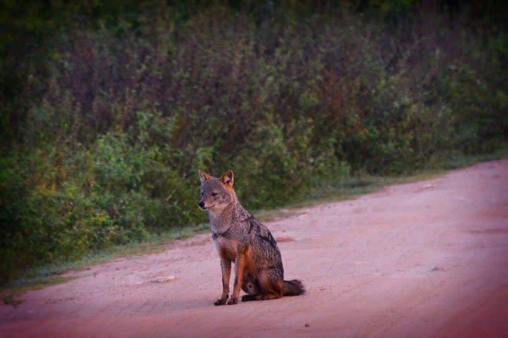 Udawalawe National Park | 4 Hours Safari Tour image