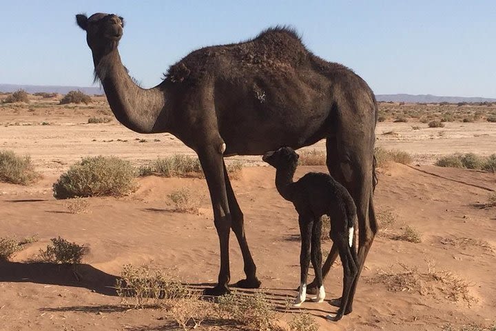 Full-Day Shared Guided Tour at Atlas Mountains with Lunch image