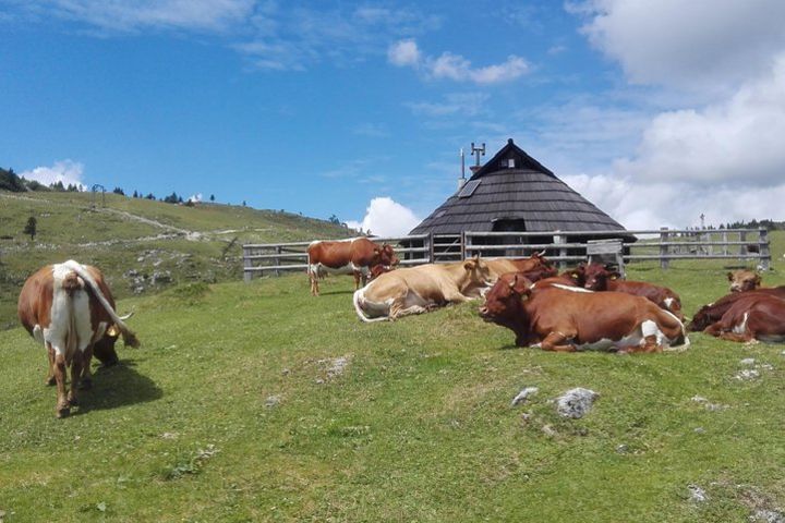 Velika planina mountain plateau, Nature escape, Private tour from Ljubljana image