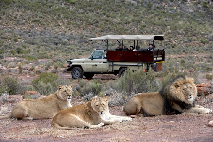 Afternoon Safari at Aquila Private Game Reserve image