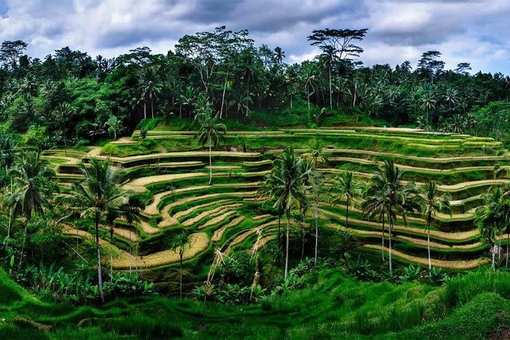 Best of Ubud Tour with Lunch and Jungle Swing image