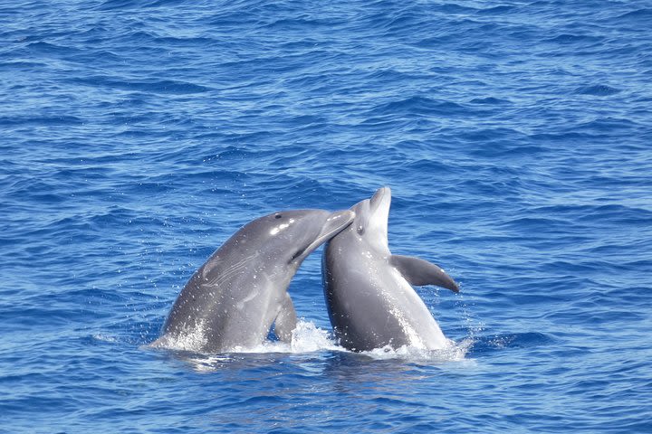 Whale & Dolphin Watching Boat Tour from Los Cristianos  image