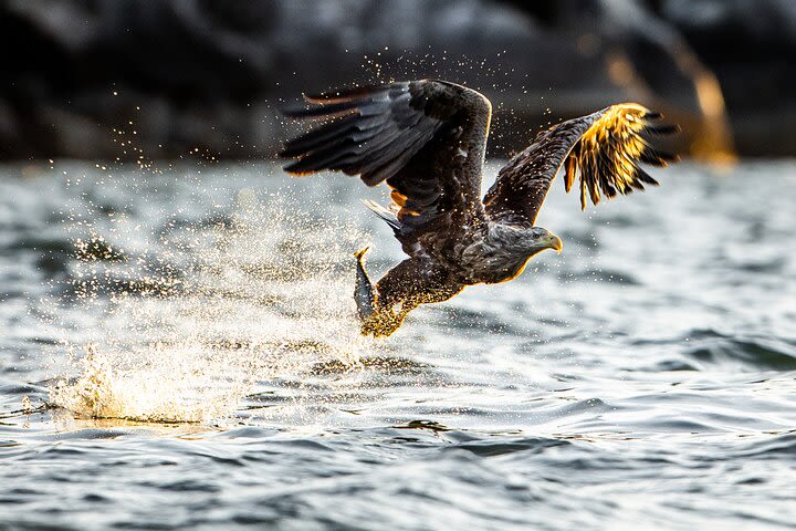 Sea eagle safari with RIB image