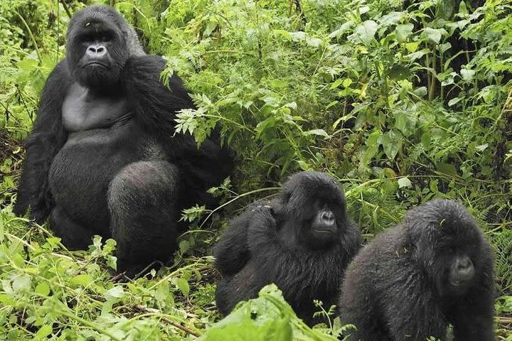 3 Days Fascinating Gorilla Safari in Bwindi Impenetrable National Park, Uganda image